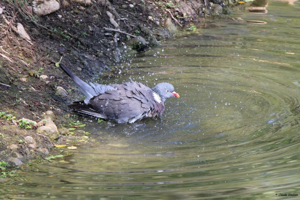 Common Wood Pigeon