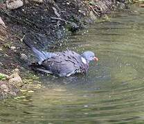 Common Wood Pigeon