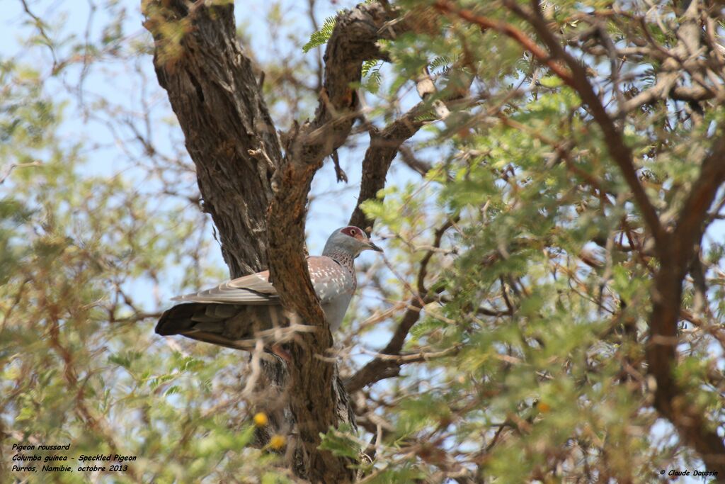 Speckled Pigeon