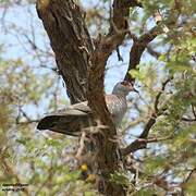 Speckled Pigeon