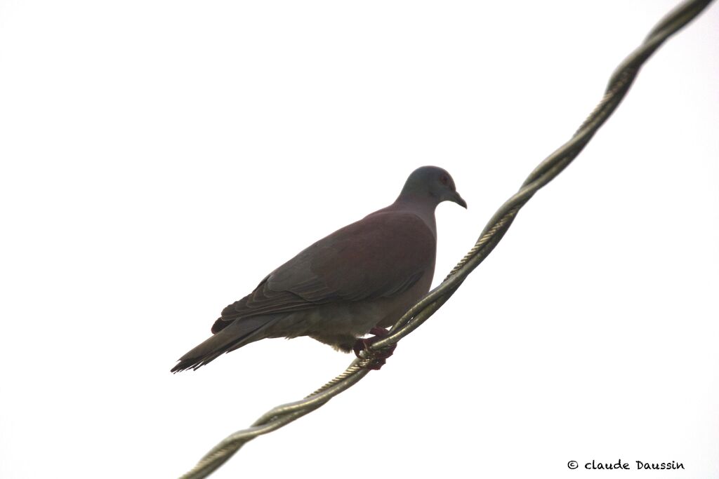 Pigeon roussetadulte