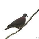 Pigeon rousset