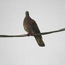 Pigeon rousset