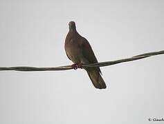 Pale-vented Pigeon