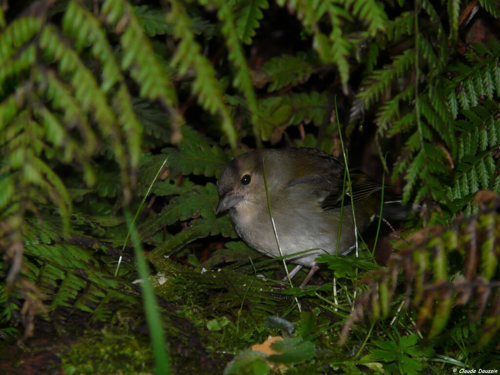 Common Chaffinch