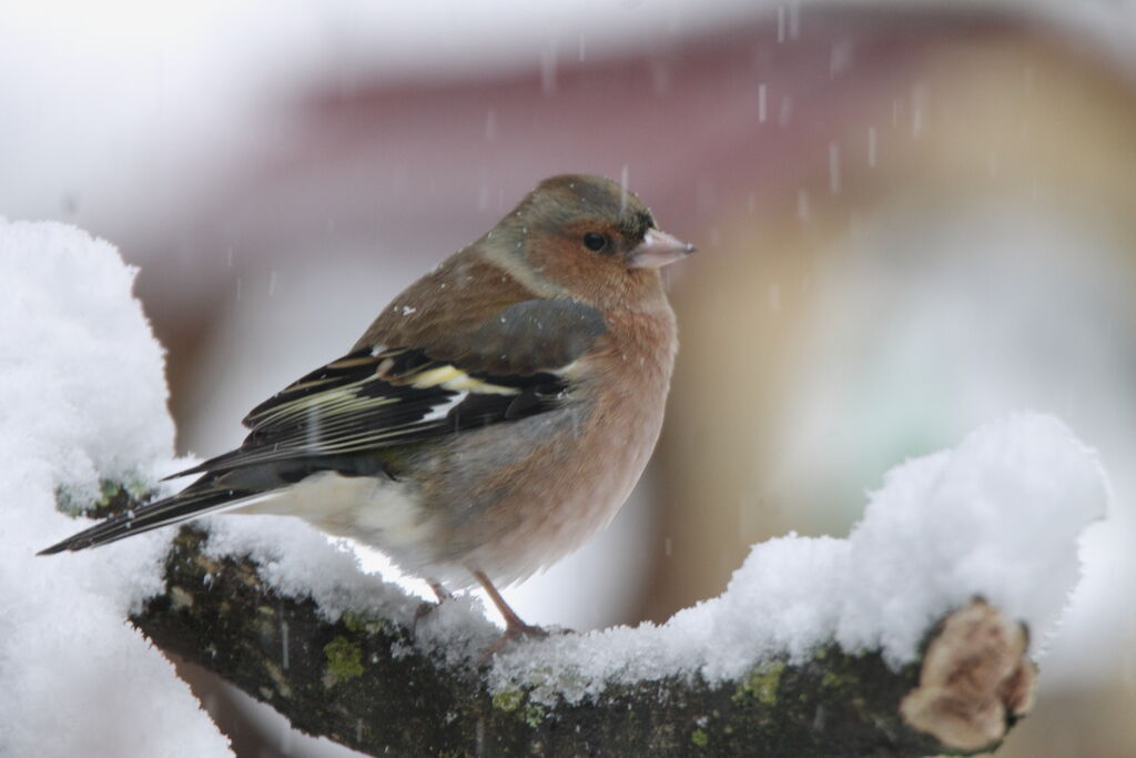 Common Chaffinch male