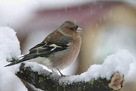 Common Chaffinch