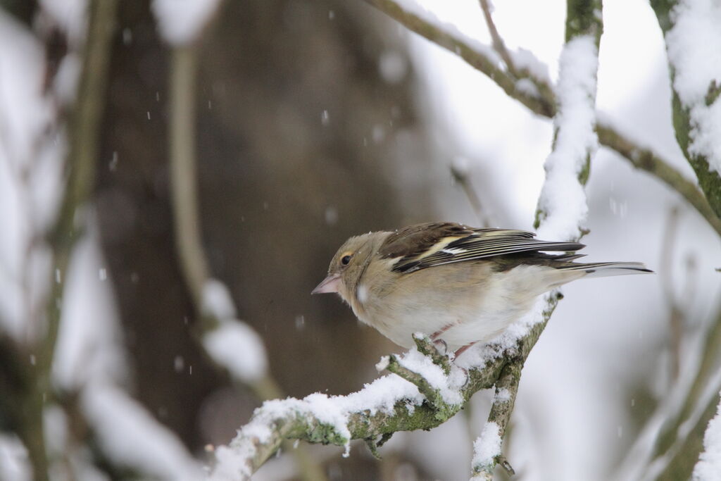 Pinson des arbres femelle