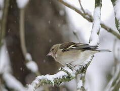 Common Chaffinch