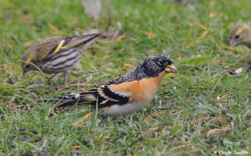 Brambling male