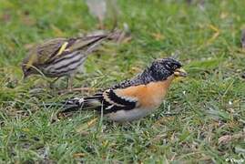 Brambling