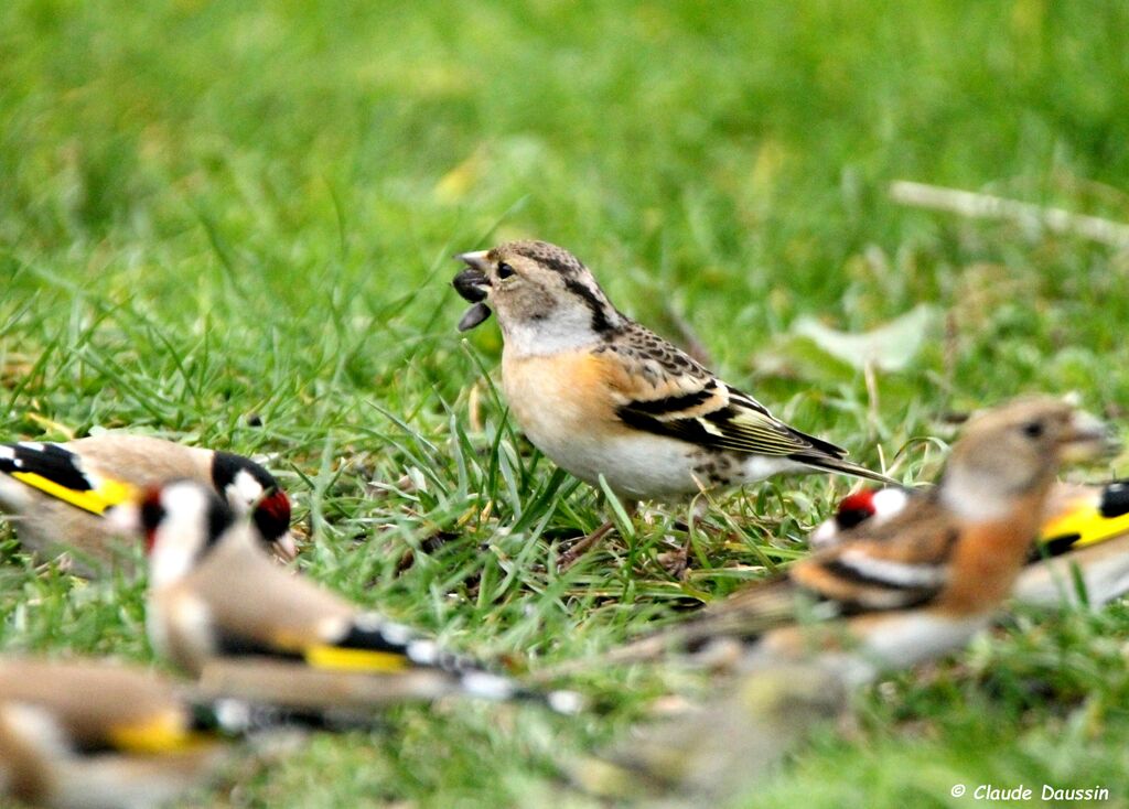 Brambling female