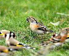 Brambling