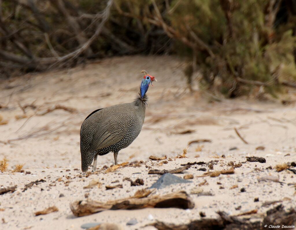 Helmeted Guineafowl