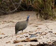 Helmeted Guineafowl