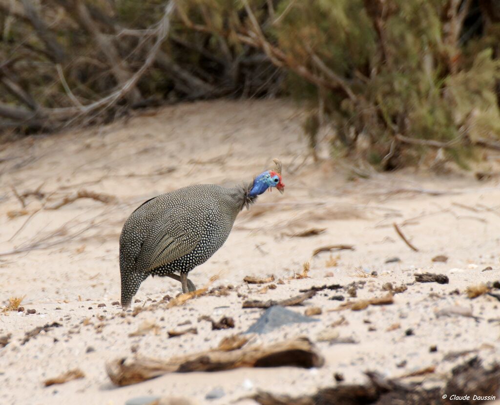 Helmeted Guineafowl