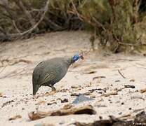 Helmeted Guineafowl