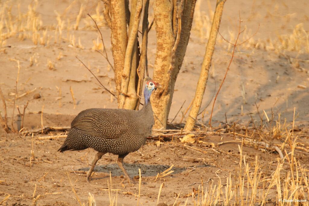 Helmeted Guineafowl