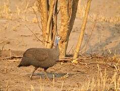 Helmeted Guineafowl