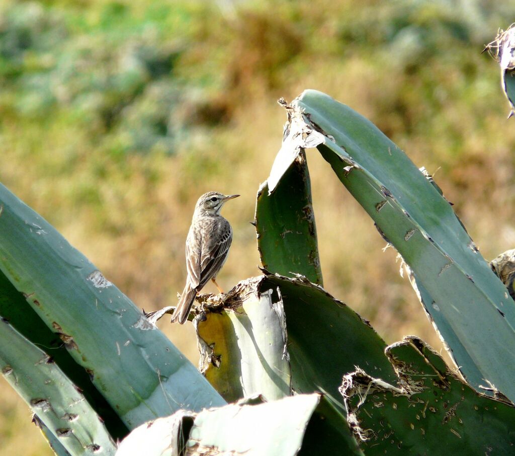 Pipit de Berthelot