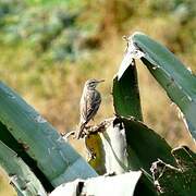 Berthelot's Pipit