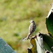 Berthelot's Pipit