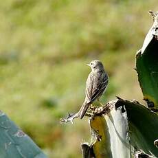 Pipit de Berthelot