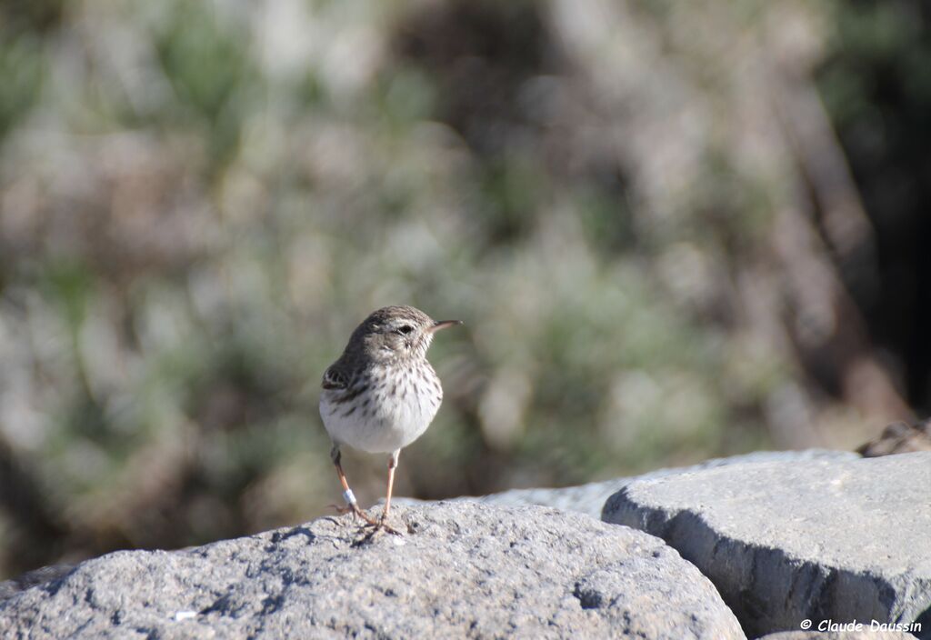 Pipit de Berthelot