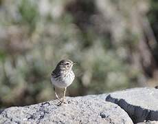 Pipit de Berthelot