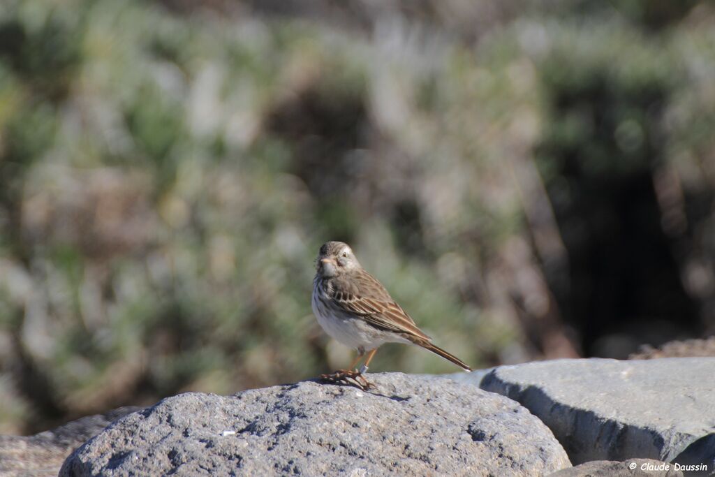 Berthelot's Pipit