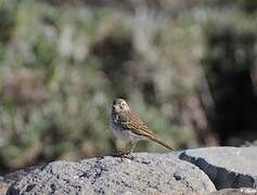 Berthelot's Pipit