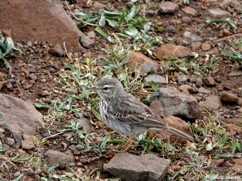 Pipit de Berthelot