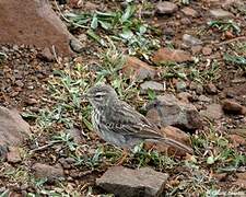 Berthelot's Pipit