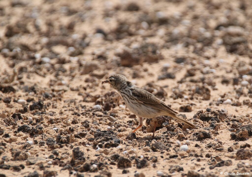 Berthelot's Pipit