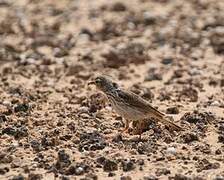 Berthelot's Pipit