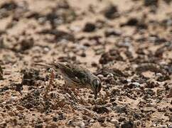 Berthelot's Pipit