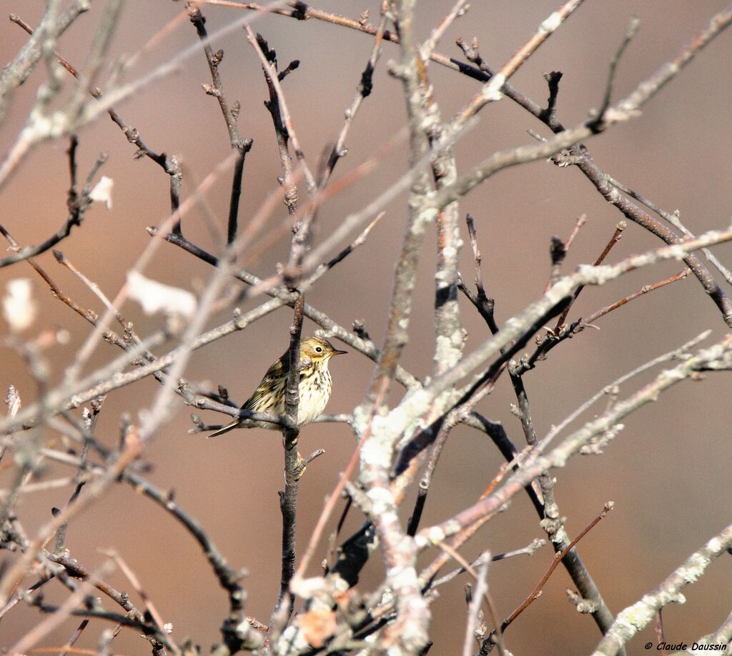 Meadow Pipit