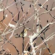 Pipit farlouse