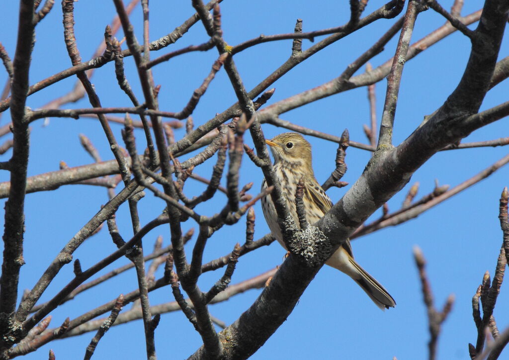 Meadow Pipit