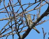 Pipit farlouse