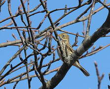 Meadow Pipit