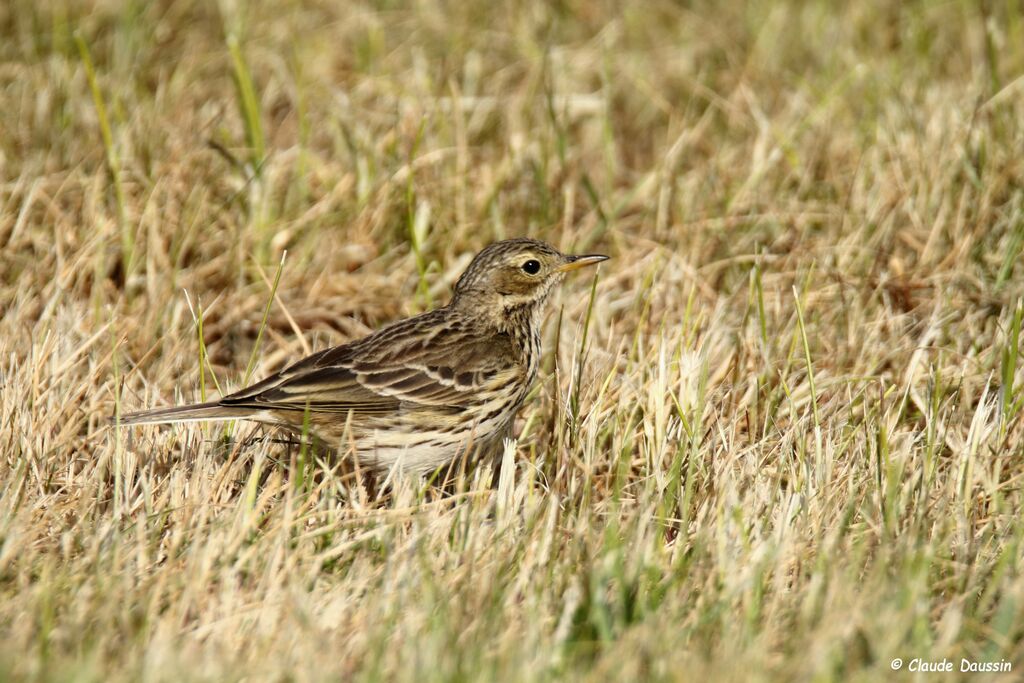 Pipit farlouse