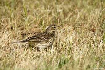 Pipit farlouse