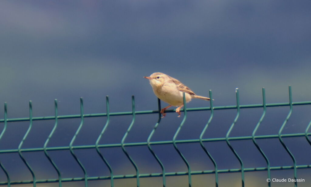 Pipit rousseline mâle