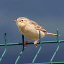 Pipit rousseline