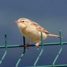 Pipit rousseline