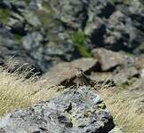 Pipit spioncelle