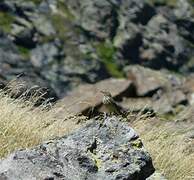 Water Pipit