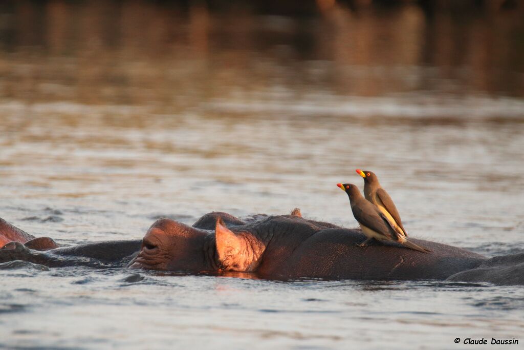 Yellow-billed Oxpecker