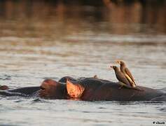 Yellow-billed Oxpecker